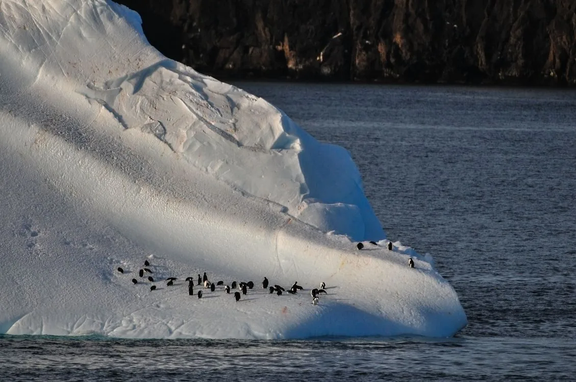 Adélie penguins gathered on a drifting iceberg in the Antarctic Ocean