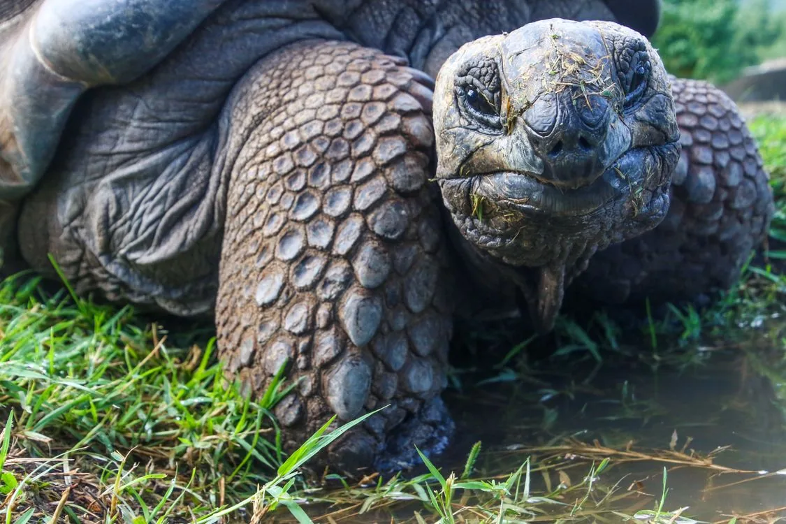 Close-up portrait of a Galápagos giant tortoise