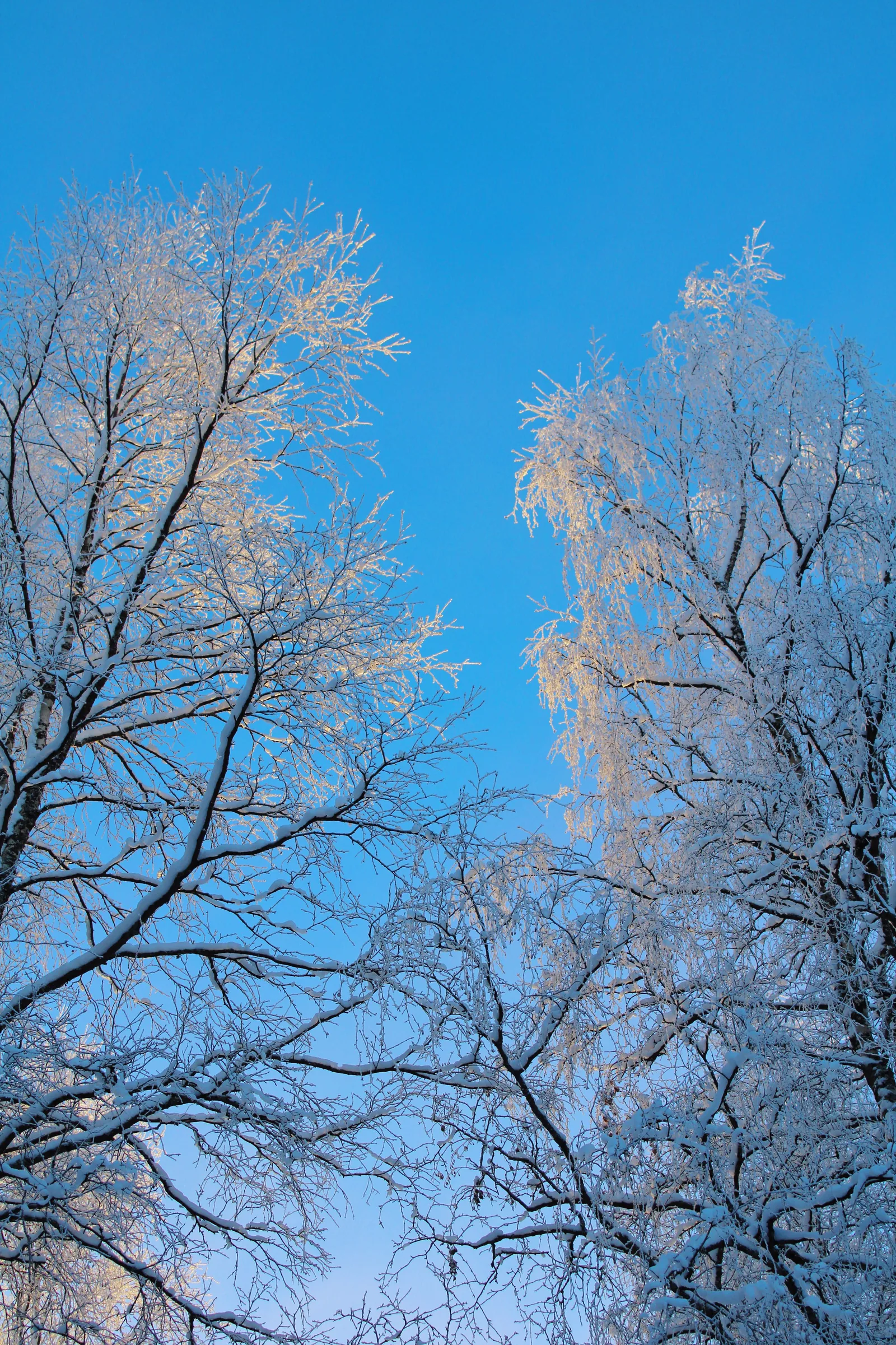 Snow-covered trees under a clear winter sky in Finnish Lapland