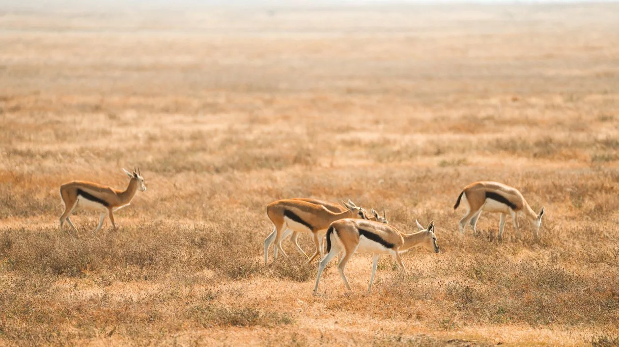 Herd of gazelles grazing on the golden plains of Serengeti National Park, Tanzania