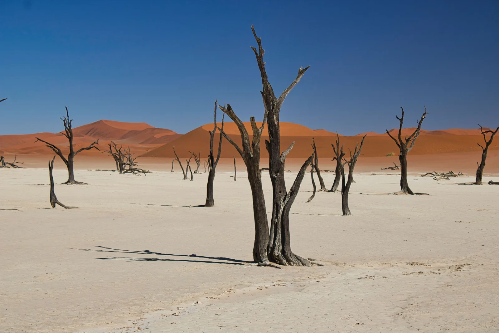 Ancient dead trees on the white clay pan of Deadvlei against towering orange dunes, Namibia