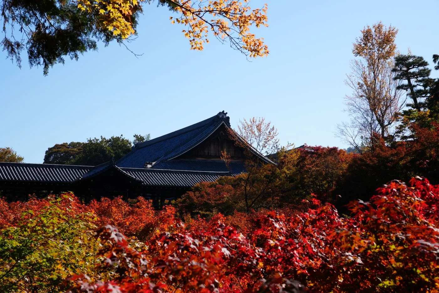 Autumn foliage around Tofuku-ji Temple in Kyoto