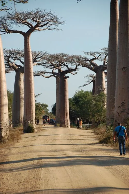 Giant baobab trees towering over a dirt road at the Avenue of the Baobabs, Madagascar